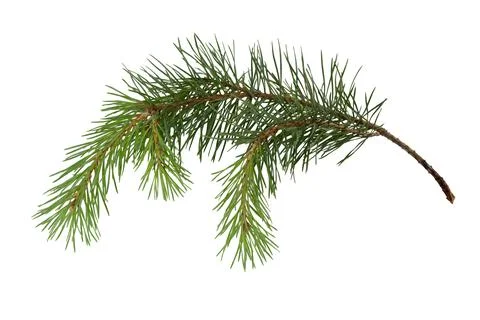 Pine branch Stock Photos
