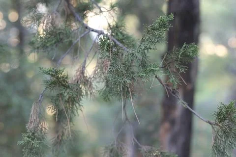 Pine branch Stock Photos