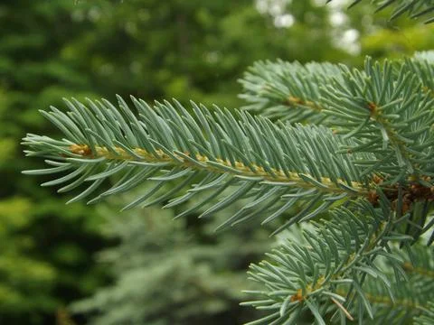 Pine branch Stock-Fotos