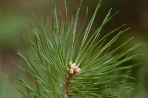 Pine branch Fotos de archivo