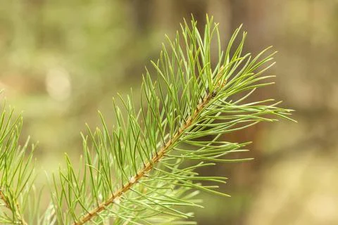 Pine branch Stock Photos