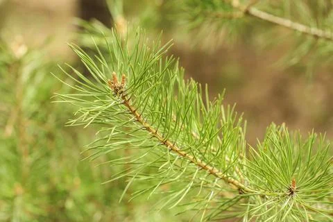 Pine branch Stock Photos