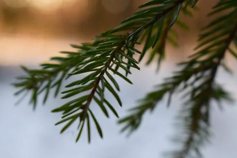 Pine Branch Foto stock