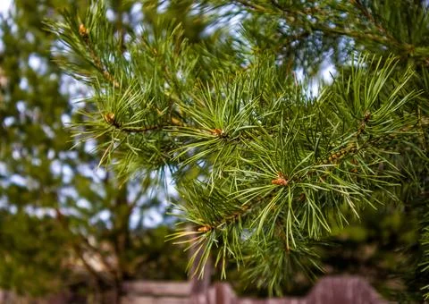 Pine branch Foto stock