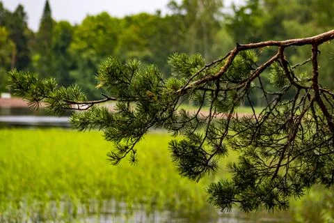 Pine branch Stock Photos