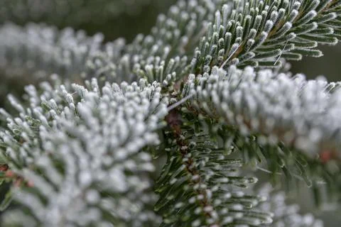 Pine branch Stock Photos