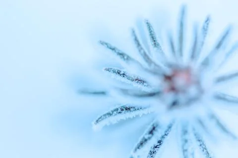 Pine branch Stock Photos