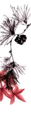 Pine branch with pine cone and red maple leaves, Chinese brush painting on rice Stock Illustration