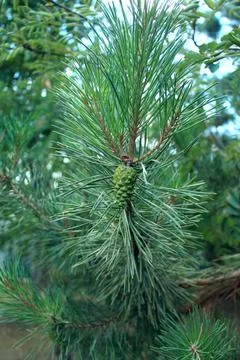 Pine branch with pine cone Stock Photos