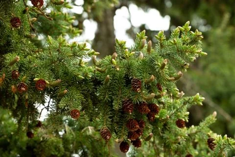 Pine branch with pine cones Stock Photos