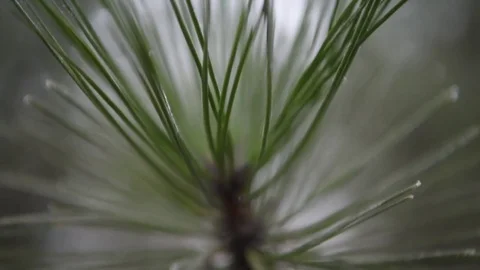 Pine branch. Pine covered with snow. Snow in the forest_3 Stock Footage 71269553