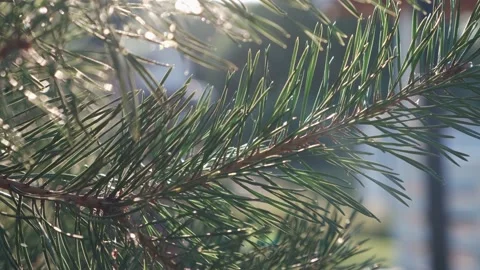 Pine branch Pine needles close-up in the light of the sun and blurred background Stock Footage 229972706