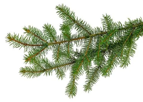 Pine branch / pine-tree twig. Spruce . fir-tree. Decoration for new year and Stock Photos