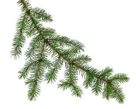 Pine branch / pine-tree twig. Spruce . fir-tree. Decoration for new year and Foto stock