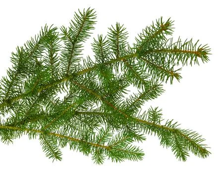 Pine branch / pine-tree twig. Spruce . fir-tree. Decoration for new year and Stock Photos