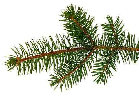 Pine branch / pine-tree twig. Spruce . fir-tree. Decoration for new year and Stock Photos
