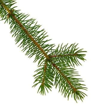 Pine branch / pine-tree twig. Spruce . fir-tree. Decoration for new year and 스톡 사진