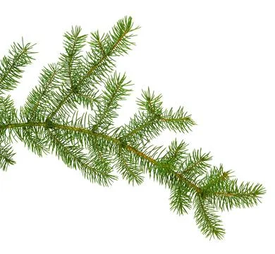 Pine branch / pine-tree twig. Spruce . fir-tree. Decoration for new year an.. Stock Photos