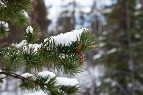 Pine branch with a pinecone. winter Stock Photos