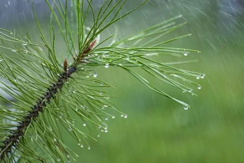 Pine Branch with Raindrops During Summer Rain Фото