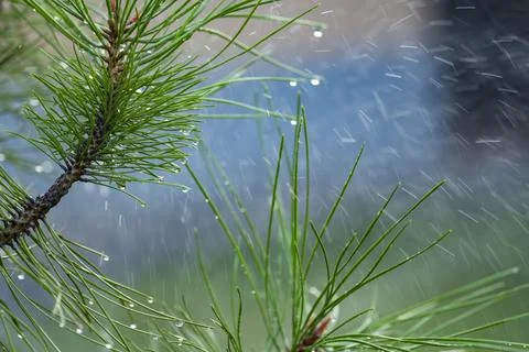 Pine Branch with Raindrops During Summer Rain Fotos Stock