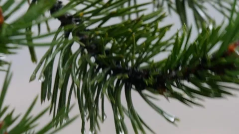 A pine branch with raindrops in the forest Stock Footage 328812216