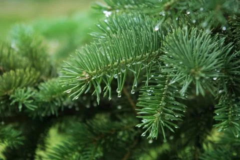 Pine branch with raindrops Stock Photos