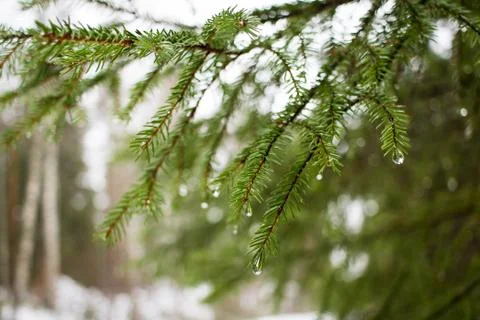Pine branch with raindrops Stock Photos