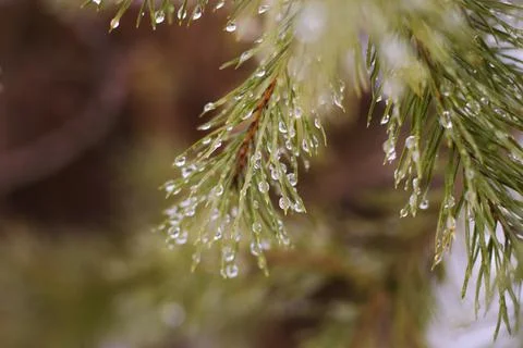 Pine branch with raindrops Stock Photos