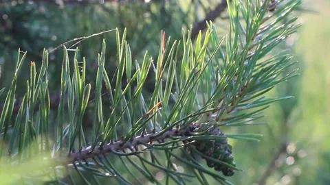 Pine branch in rays of setting sun, forest, nature, sunset, sunrise. Stock Footage 135833853