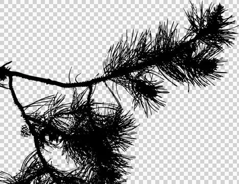 Pine branch in silhouette Stock Illustration