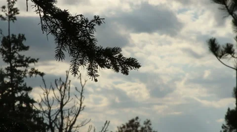 Pine branch silhouettes against a cloudy sky Stock Footage 40724249