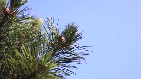 Pine branch on the sky Stock Footage 153220199