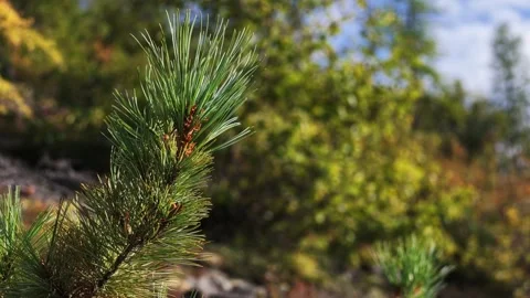 Pine branch with slender needles and cones sways gently in the breeze Stock Footage 345928201