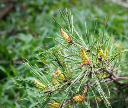 Pine branch with small cones Stock Photos