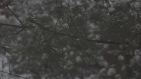Pine Branch in Snow 120fps Stock Footage 33756291
