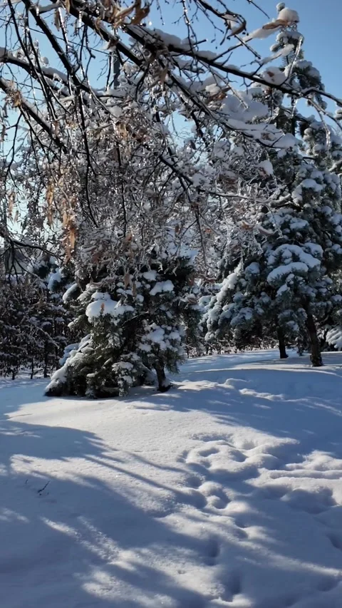 Pine Branch With Snow And Icicles In Winter Park Stock-Footage 327793264