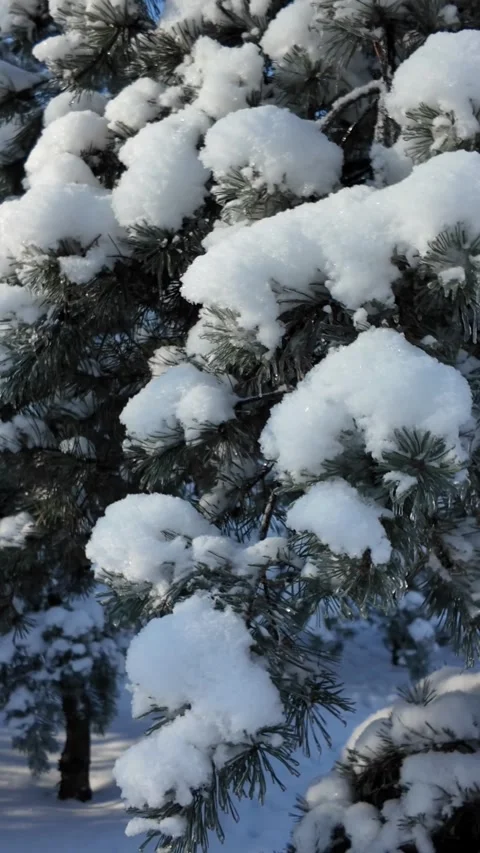 Pine Branch With Snow And Icicles In Winter Park 库存影片 327793265