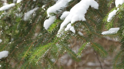 Pine branch in the snow Vidéo 87018785