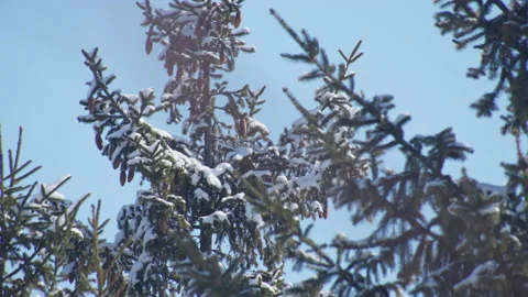 Pine branch in snow Stock Footage 149870630