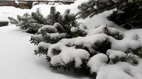 Pine branch with snow hat. The sharp needles stick out from under the snow in Foto stock