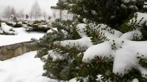 Pine branch with snow hat. The sharp needles stick out from under the snow in Foto stock