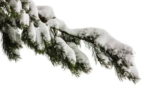 Pine branch in the snow. Isolated object on a white background. Stock Photos