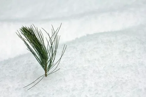 Pine branch in the snow Stock Photos