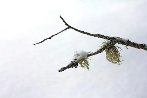 Pine branch in the snow Stock-Fotos