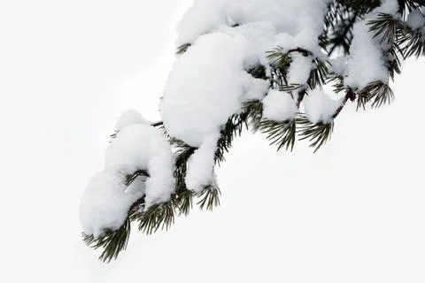 Pine branch with snow Stock Photos