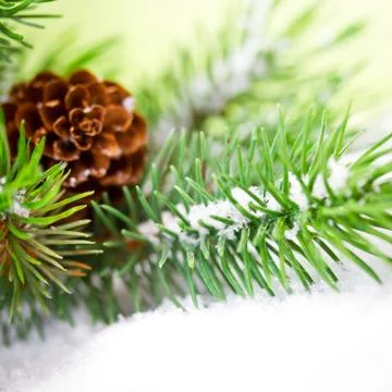 Pine branch with snow Stock Photos