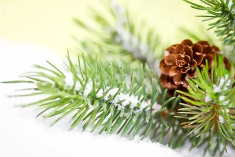 Pine branch with snow Stock Photos