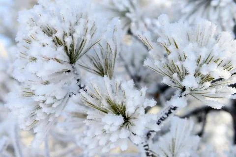 Pine branch in the snow Stock Photos