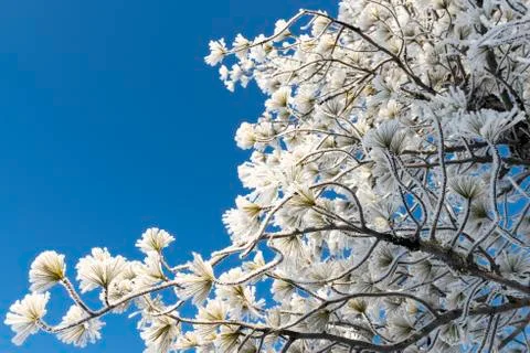 Pine branch in the snow Foto stock